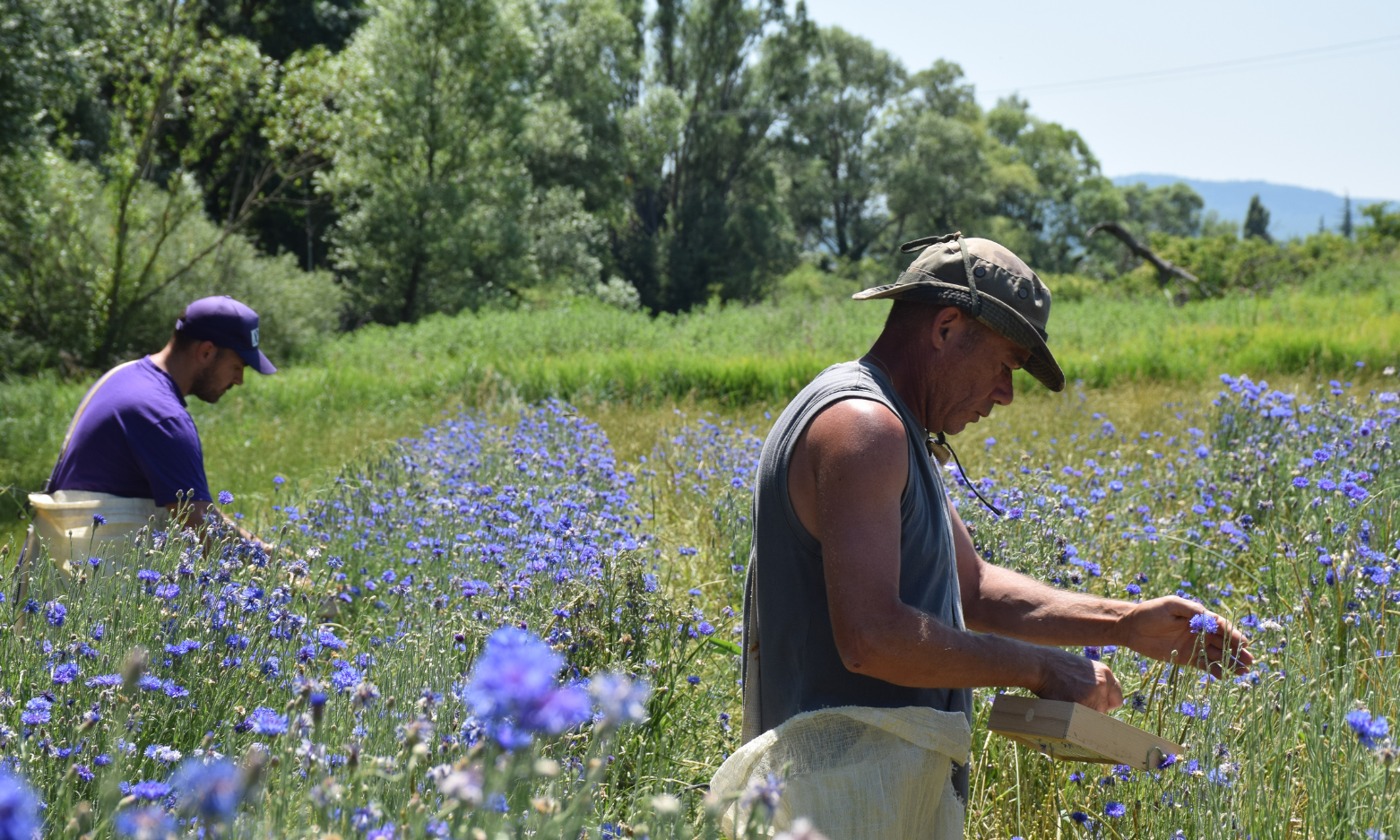 コーンフラワー収穫風景