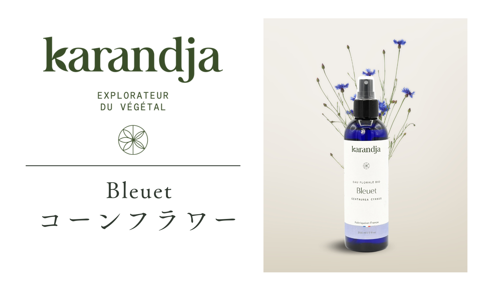 コーンフラワー