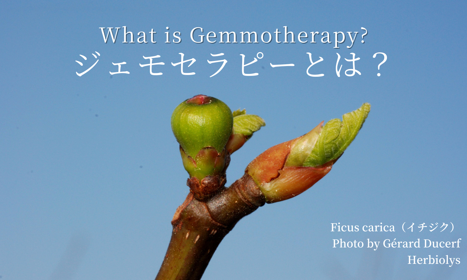 ジェモセラピーとは？