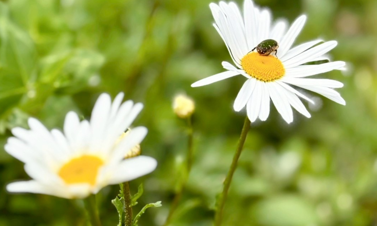 マーガレットとハチ