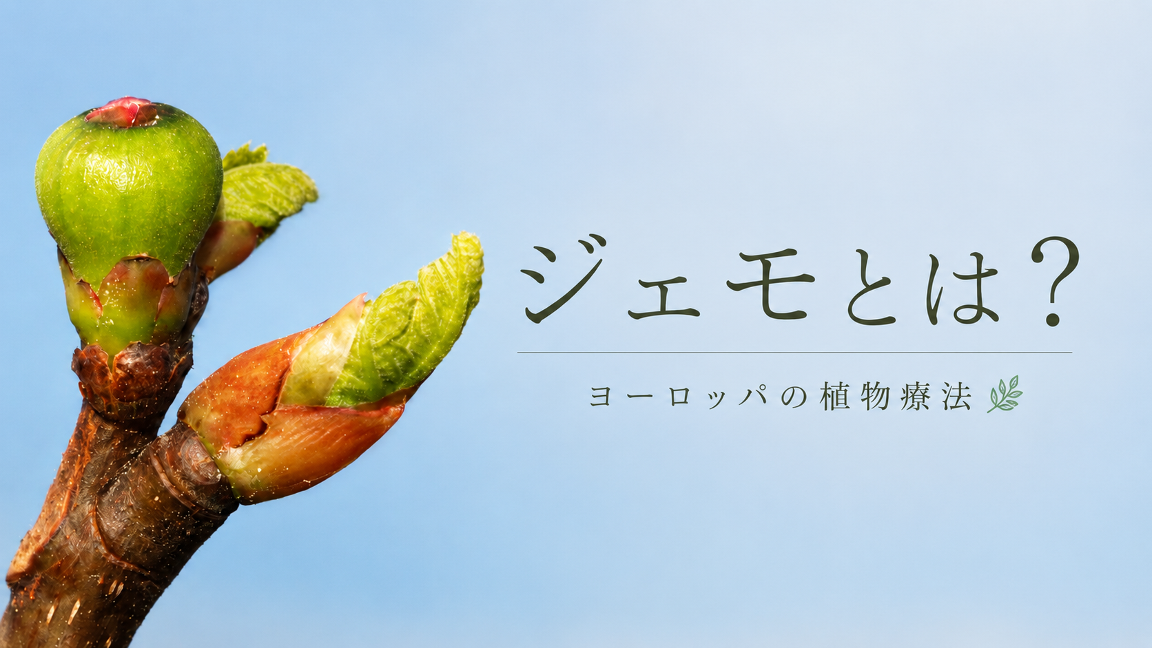 ジェモとは？ ヨーロッパの植物療法 ジェモセラピー