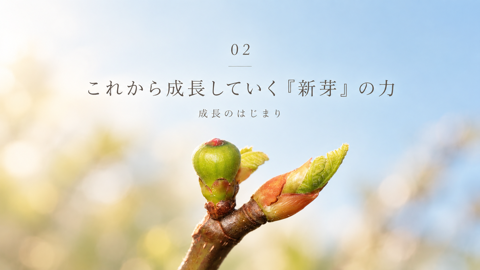 新芽の力 ジェモセラピー